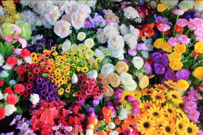 深圳小荷兰 花卉仙境与机械设备交织的浪漫之旅