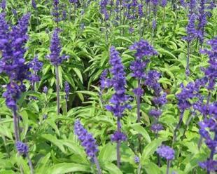 青州承玉花卉苗木基地 山东草花与苗木的首选供应平台