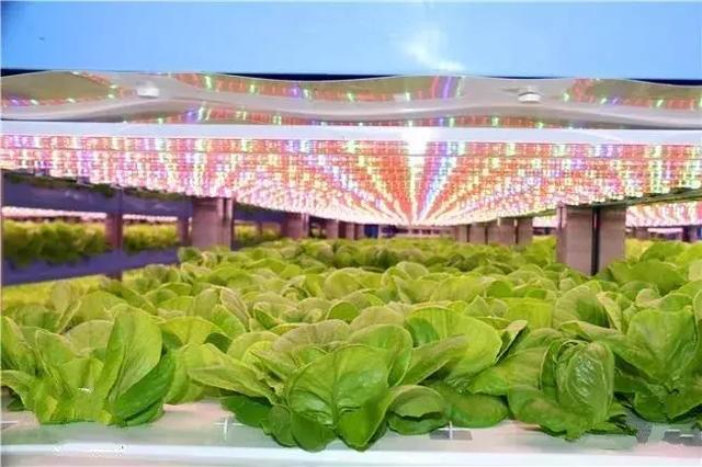 科技农业新篇章 无土壤无阳光的家庭蔬菜种植