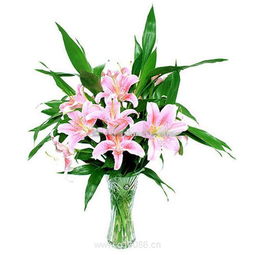 百合情深 柯剑飞特色鲜花机械设备引领花卉产业革新