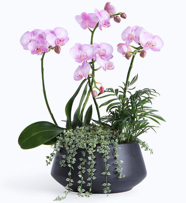 蝴蝶兰叶子裂开原因解析与科学养护指南