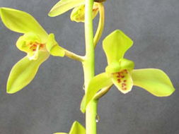 深圳科苗园艺实业 花卉世界网上的卓越产品展示