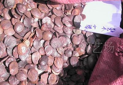 花卉苗木与家电 自然与科技的和谐共生