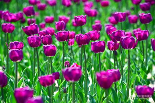 春之使者 郁金香，机械镜头下的生命礼赞