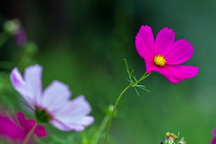 花卉与家用电器 家居中的自然气息与科技温度
