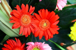 当智能家电邂逅花卉美学 打造家居绿意新生态