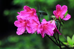 杜鹃花开红艳艳 当传统花卉与现代机械相遇