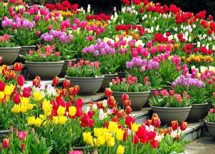 球根花卉种植搭配攻略与机械设备应用指南