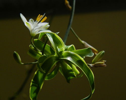 武汉鲜花与容器批发 玫瑰百合富贵竹，水培玻璃瓶与家电一站式采购