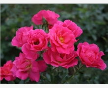 北海道黄杨产品销售全解析 优质生产厂家与价格参考