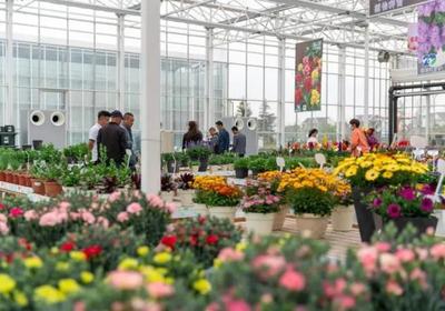 2亿元！上海这个镇靠侍弄花草实现高产出，“特色农产品”做成了商品花卉