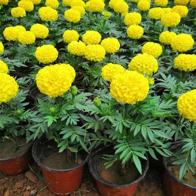 山东万寿菊种植基地 优质杯苗批发与盆苗供货一站式服务