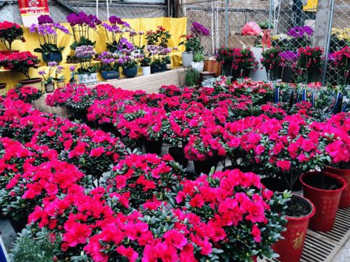 潍有年味，花卉市场购销两旺