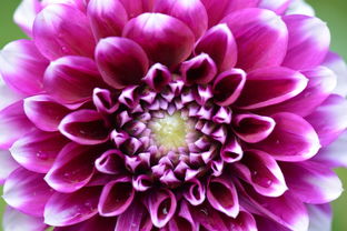 娇琴纱 花卉机械设备的复活节之白